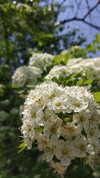 Photo une fleur