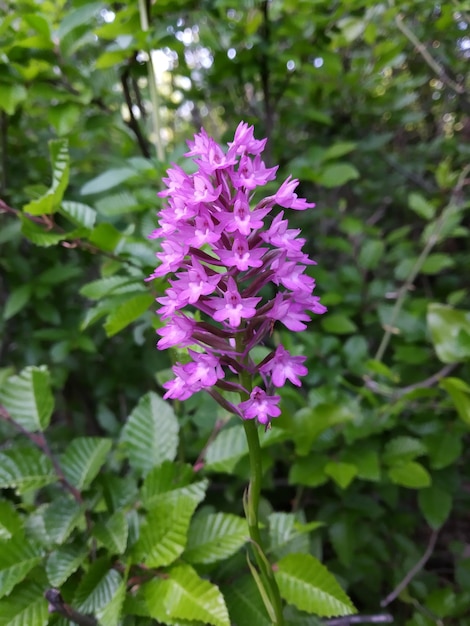 Une fleur