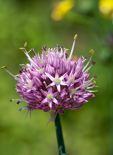 une fleur