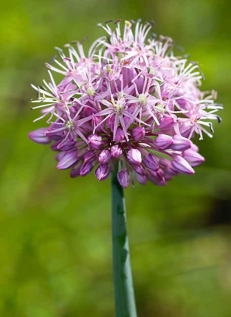 une fleur