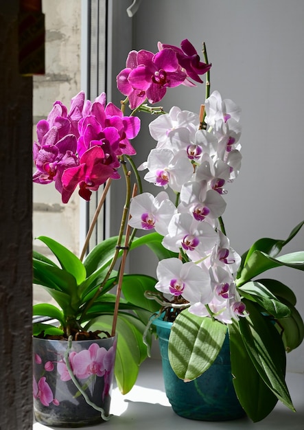 Photo la fleuriste a arrosé les plantes de la maison avec le spray d'arrosage sur le rebord de la fenêtre est un pot d'orchidées zamioculcas et dieffenbachia