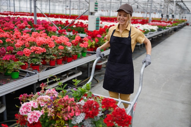 Fleuriste femme mûre poussant une brouette pleine de fleurs en pot en serre