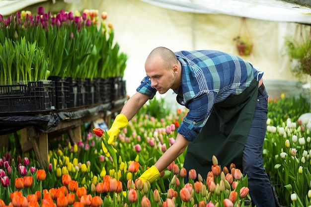 Fleuriste jardinier homme souriant tenant une fleur debout dans une serre où les tulipes cultivent