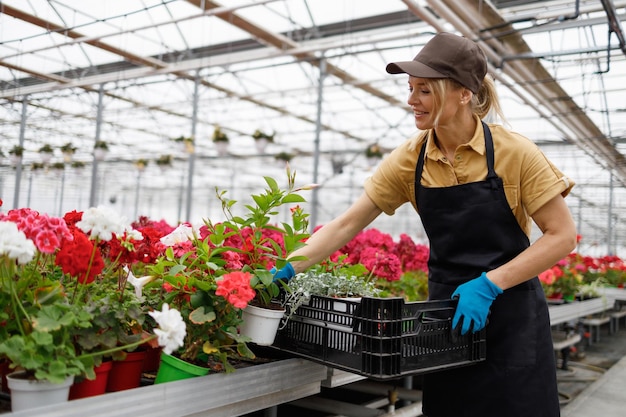 Une fleuriste met des fleurs dans une boîte en plastique Une femme travaille dans une serre