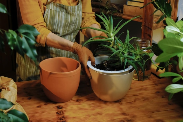 Photo fleuriste replantant une plante d'intérieur