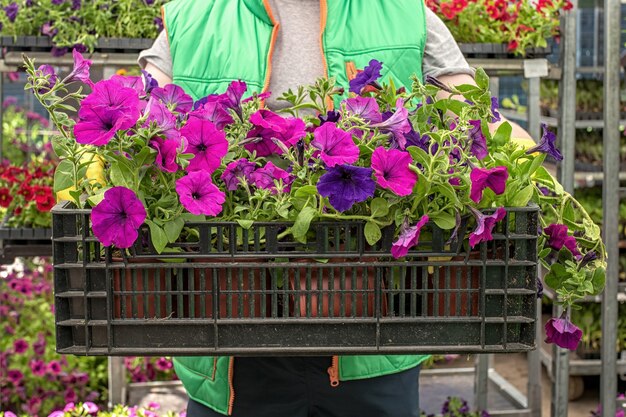 Le fleuriste tient une boîte pleine de fleurs de pétunia. Le jardinier porte des fleurs dans une caisse au magasin. Préparation de la saison estivale.