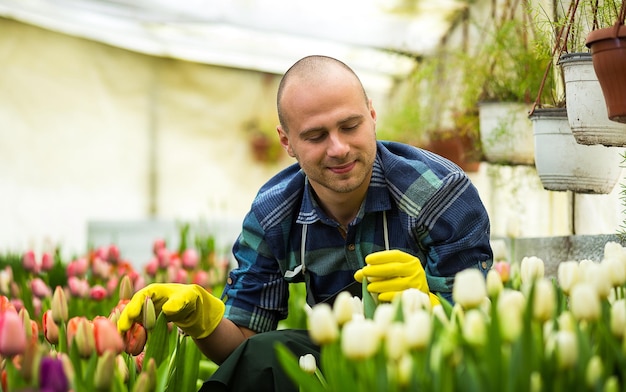 Fleuristes homme travaillant avec des fleurs dans une serre Printemps beaucoup de concept de fleurs de tulipes Culture industrielle de fleursbeaucoup de belles tulipes colorées