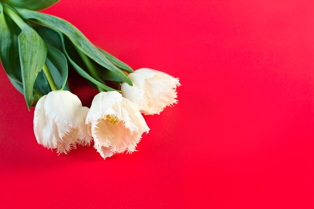 Fleurs le 8 mars. Jour de la femme. Félicitation