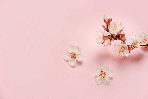 Fleurs d'abricot sur un mur rose avec un espace pour le texte.