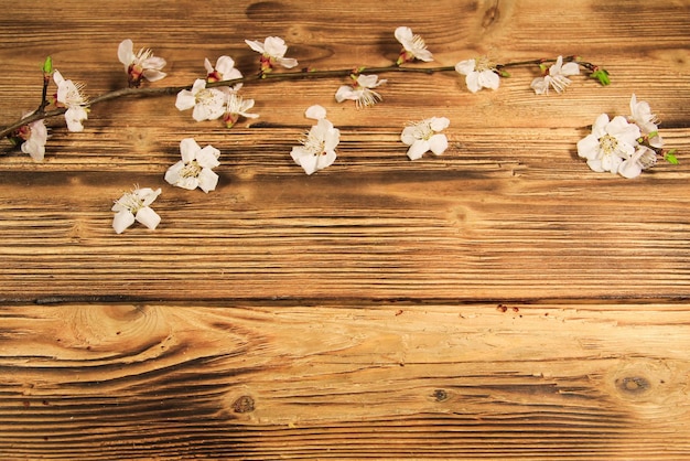 Fleurs d'abricotier sur fond en bois. Fleur de printemps sur un bureau en bois avec espace de copie