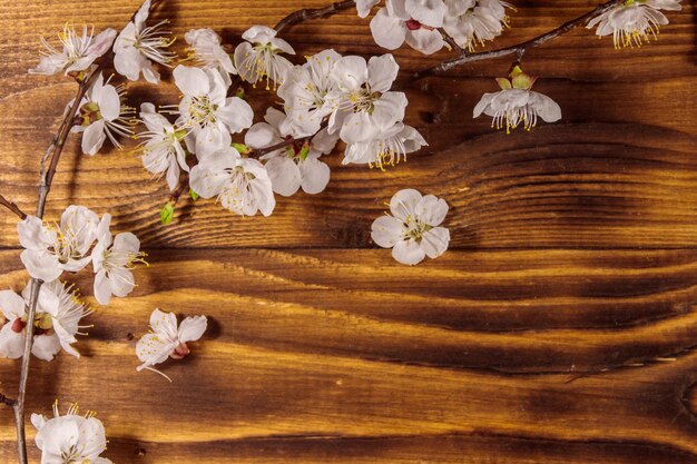 Fleurs d'abricotier sur fond de bois. Fleur de printemps sur un bureau en bois. Vue de dessus, espace de copie