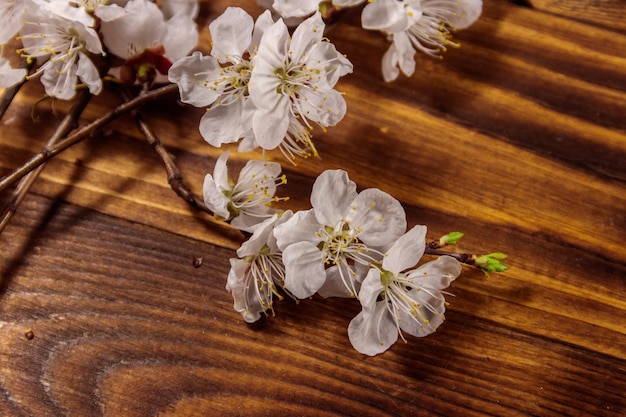 Fleurs d'abricotier sur fond en bois. Fleur de printemps sur un bureau en bois