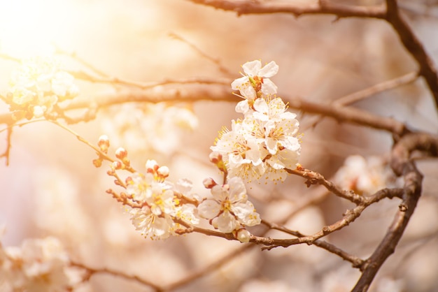 Fleurs d'abricotier