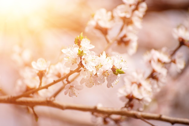 Fleurs d'abricotier