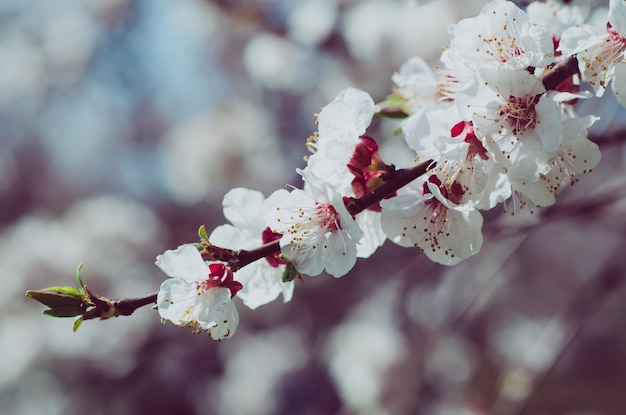 Fleurs d'abricotier