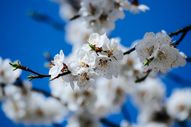 Fleurs d'abricotier