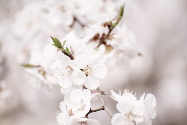 Fleurs d'abricotier