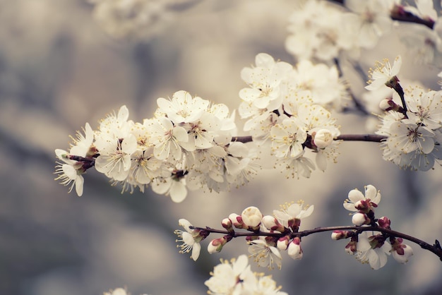 Fleurs d'abricotier