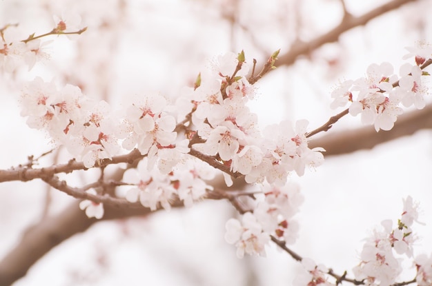 Fleurs d'abricotier