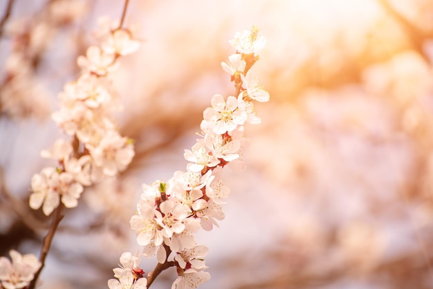 Fleurs d'abricotier