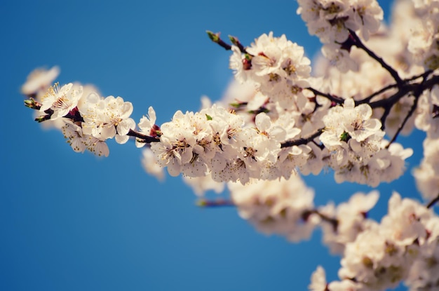 Fleurs d'abricotier