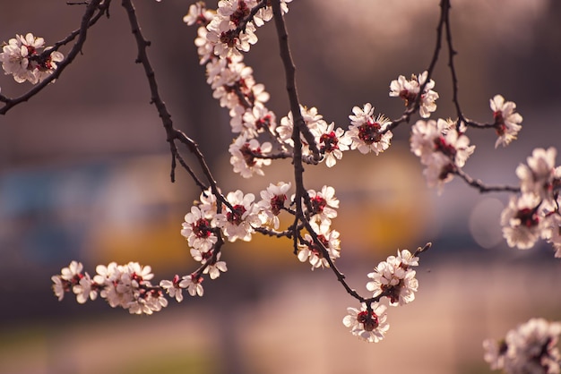 Fleurs d'abricotier