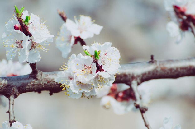 Fleurs d'abricotier