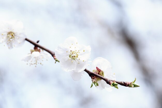 Fleurs d'abricotier