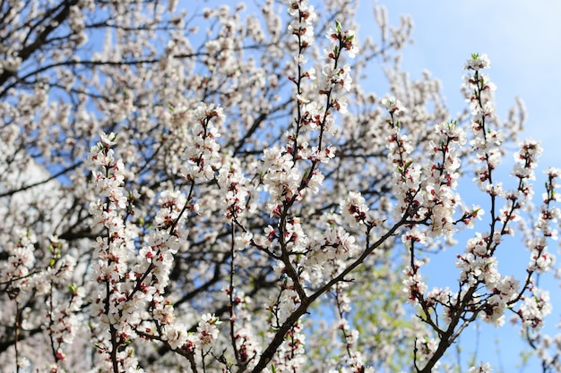 Fleurs d'abricotier