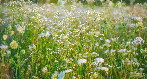 Des fleurs abstraites sur le champ