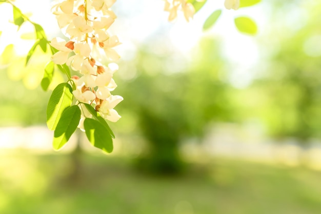 Fleurs d'acacia au printemps sur fond vert flou Fleurs pour la médecine et la cosmétologie