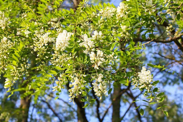 Fleurs d'acacia blanc dans un parc au printemps.