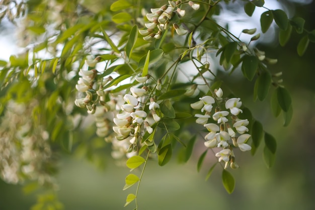 Fleurs d'acacia blanc dans un parc au printemps.