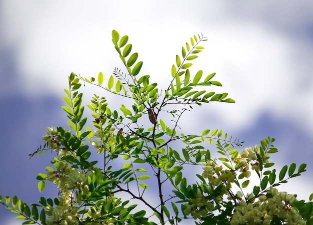 Fleurs d'acacia blanc dans un parc au printemps.