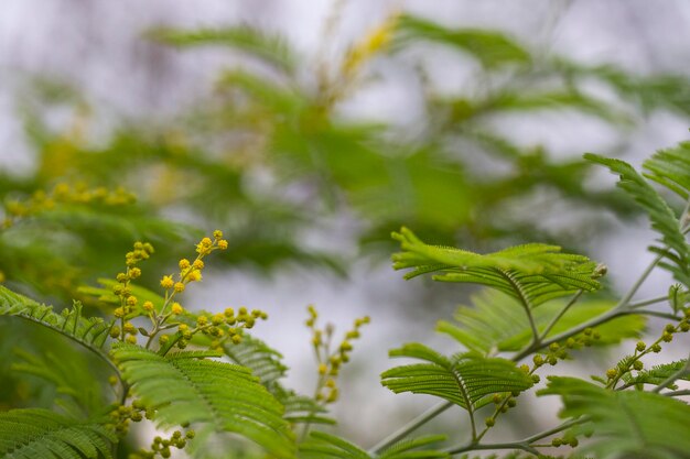 Fleurs acacia nilotic famille mimosa rond petits bourgeons jaunes et fleurs sur une branche