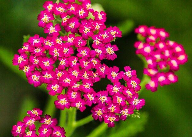 Fleurs d'achillée lat Achillea millefolium isolé sur fond blanc