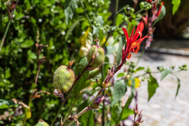 Fleurs d'Achira et fleur rouge