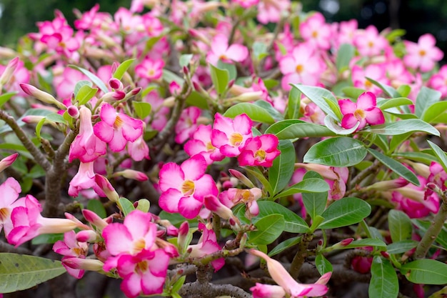 Fleurs d'Adenium obesum Feuilles vertes