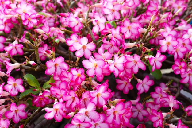 Fleurs d'Adenium obesum Feuilles vertes