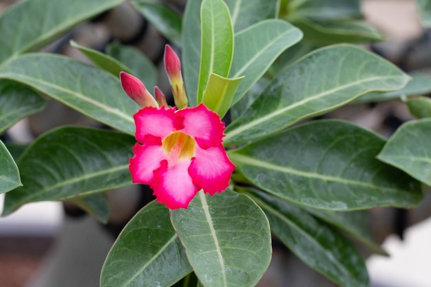 Fleurs d'Adenium obesum Feuilles vertes