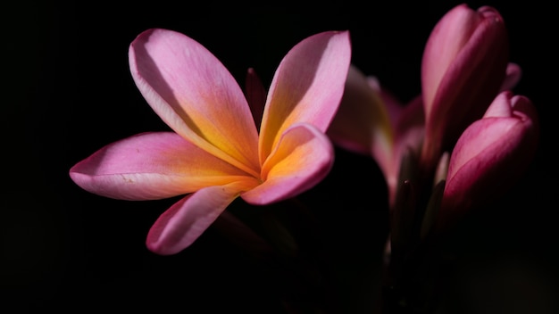 Fleurs Adenium roses