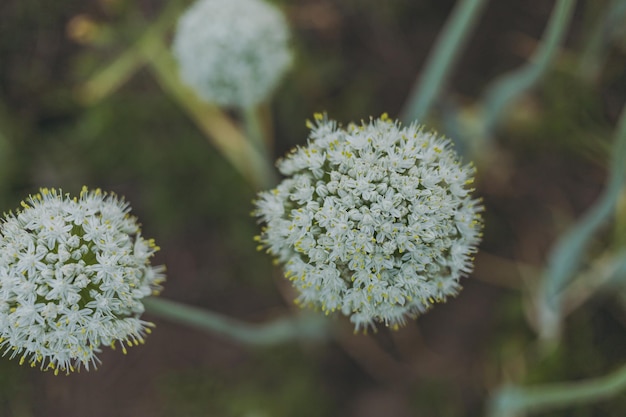 Fleurs d'ail rondes à la ferme