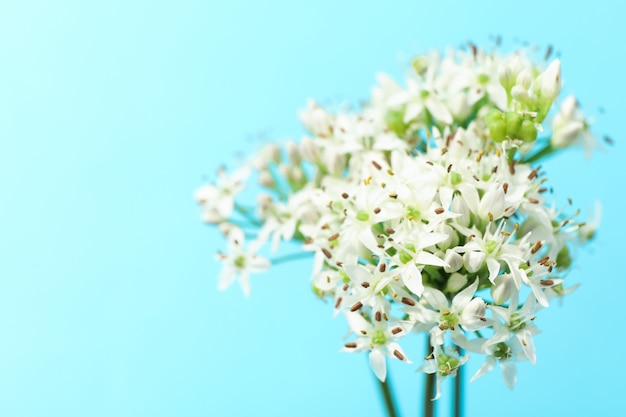 Fleurs d'allium blanc sur table bleue