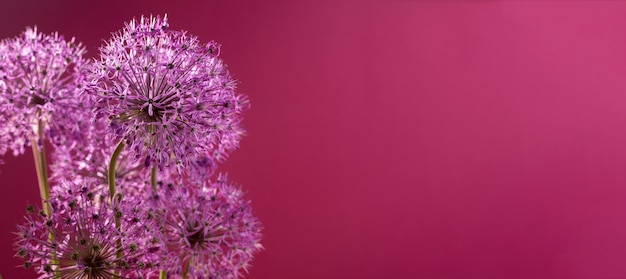 Fleurs d'allium violet isolés sur fond rouge