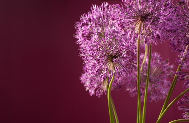 Fleurs d'allium violet isolés sur fond rouge