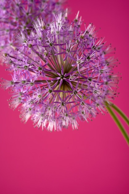 Fleurs d'allium violet isolés sur fond rouge