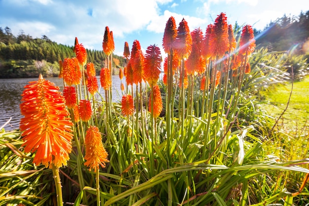 Les fleurs d'Aloe Vera fleurissent au bord du lac, Nouvelle-Zélande