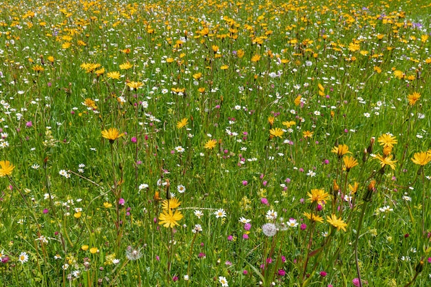 Fleurs alpines dans un pré dans les Dolomites en Italie