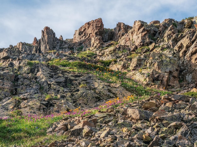 Des fleurs alpines poussent sur des rochers hauts dans les montagnes Paysage pittoresque avec de beaux rochers pointus près du précipice et des fleurs au soleil Carte postale de fleurs de montagne Montagnes de l'Altaï Sibérie