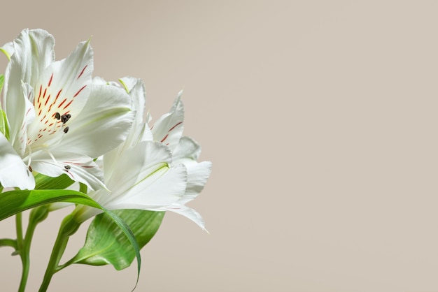 Fleurs d'alstroemeria colorées sur fond beige